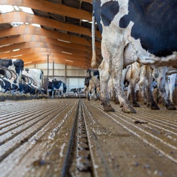 Rainu'Rail - Découpe de rainure pour racleur automatique